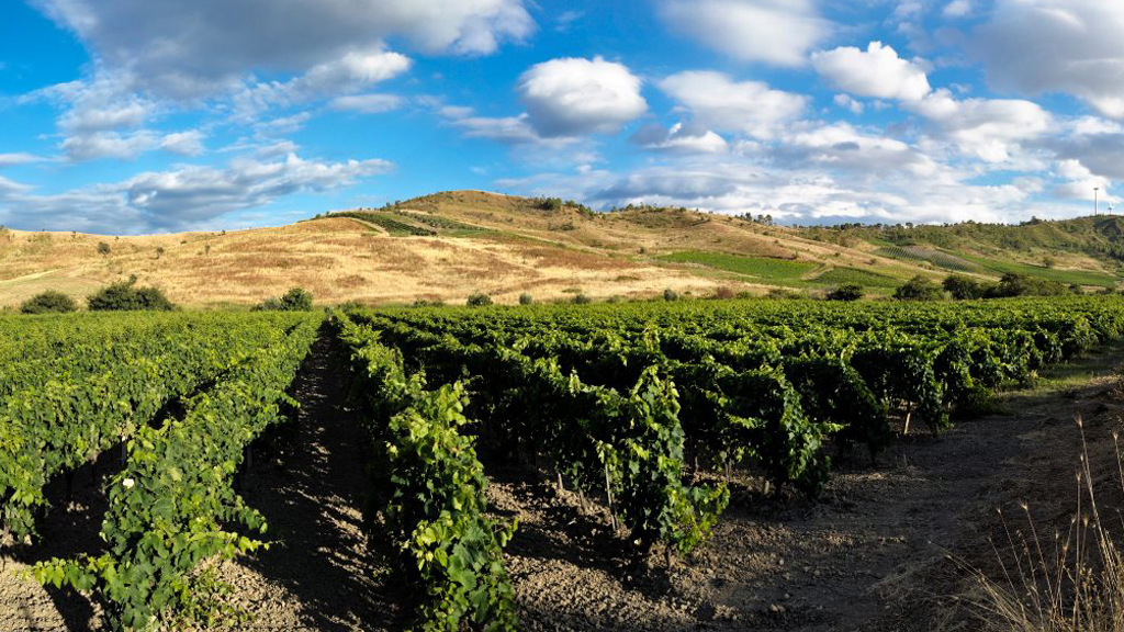 vigneti di cirò
