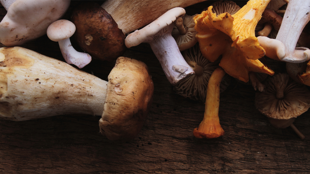 abbinamento vino e piatti con i funghi