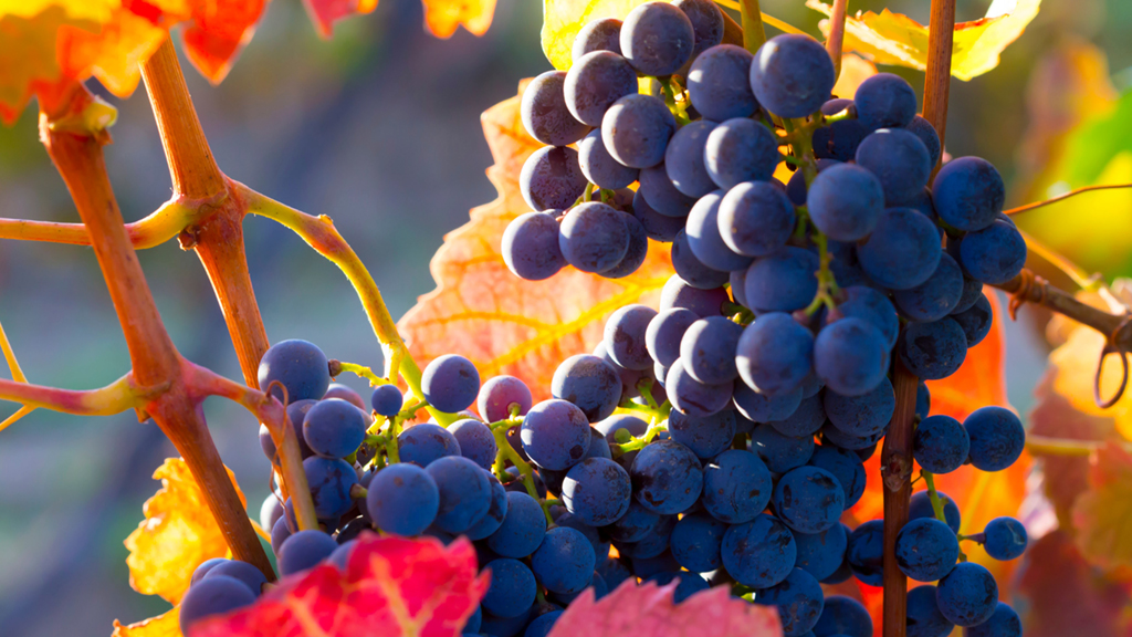 Grappolo d'uva Merlot