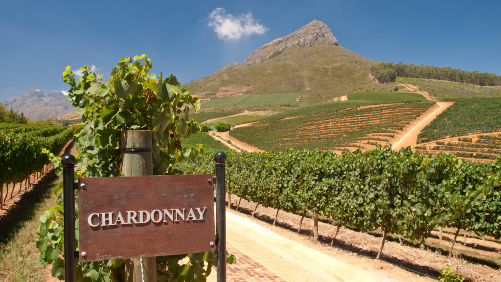vigneti di Chardonnay, il più famoso vitigno internazionale