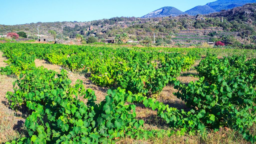 Vigneti di Zibibbo a Pantelleria