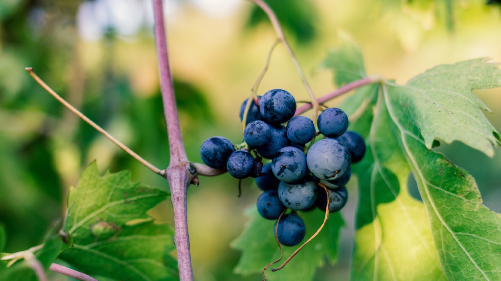 Uva rossa della Valpolicella