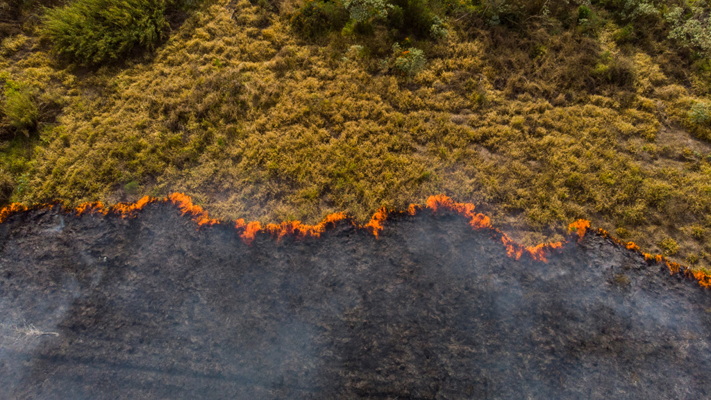 avanzamento deforestazione, foresta che brucia