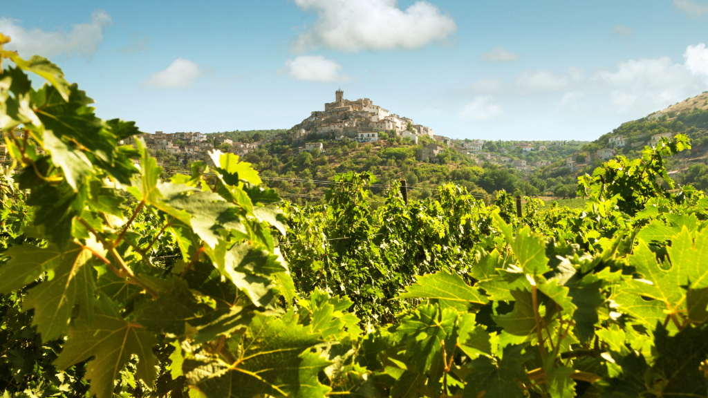 Vista sui colli aprutini con primo piano sulle vigne