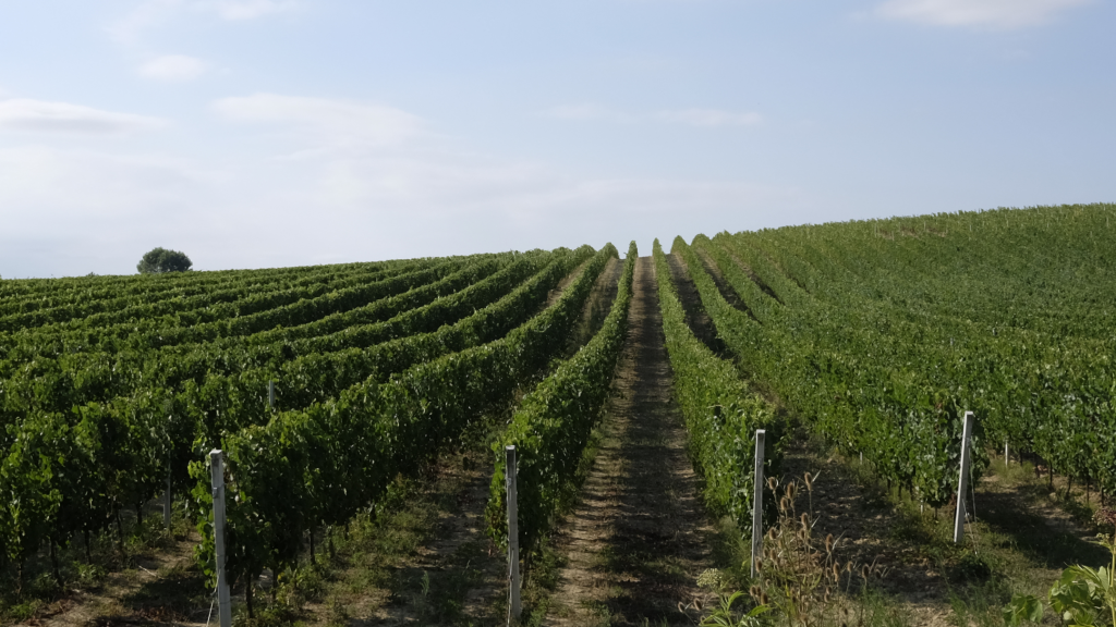 Vigne dei colli aprutini in Abruzzo, Italia