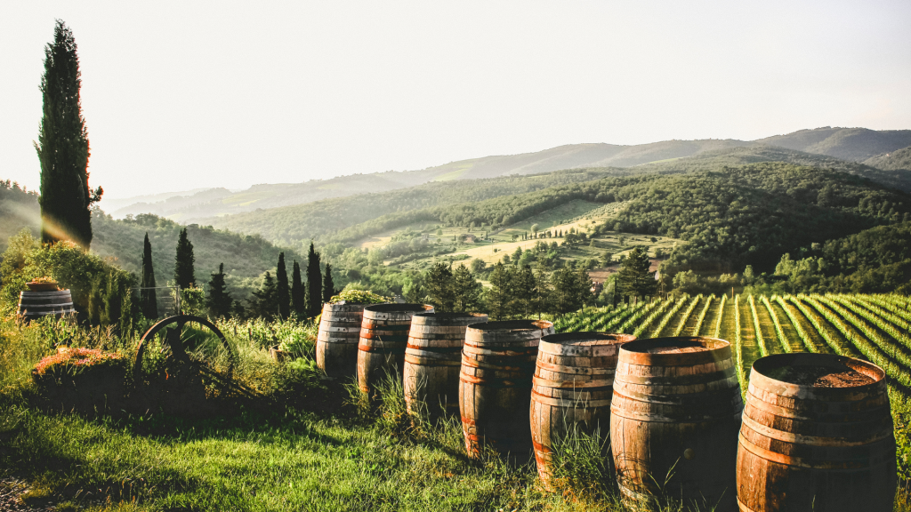botti in vigna