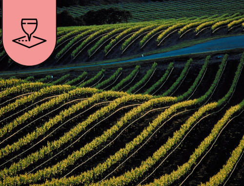Vigneti ondulati su strada del vino