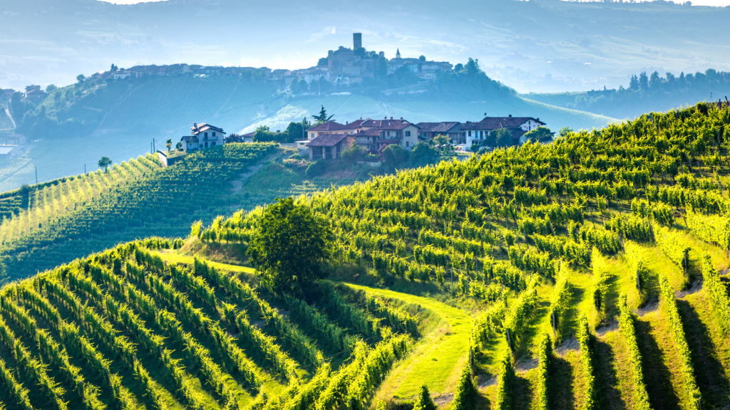 Vigneti delle langhe sulle colline piemontesi
