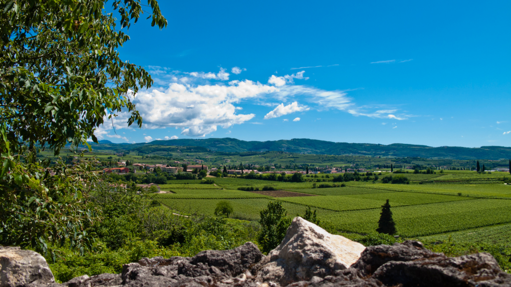 Paesaggio della Valpolicella con vigneti